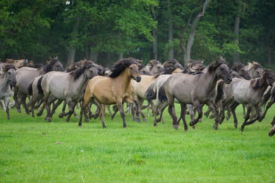 Side view of horse running on field