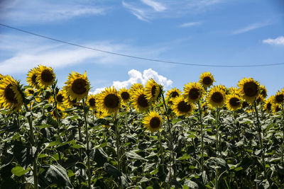 Close-up of yellow flowering plants on field against sky
