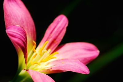 Close-up of pink flower against black background