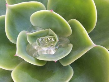 Close-up of green water lily