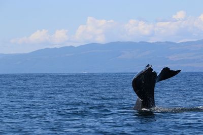 View of horse in sea against sky