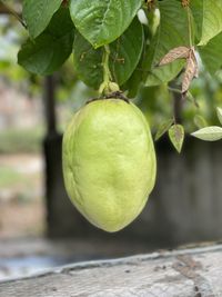 Close-up of lemons growing on tree