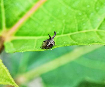 Close-up of insect on leaf