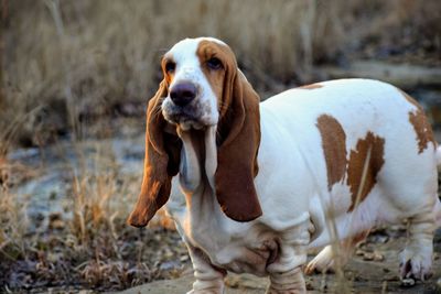 Portrait of dog standing on field