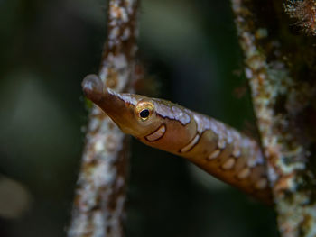 Close-up of lizard on branch