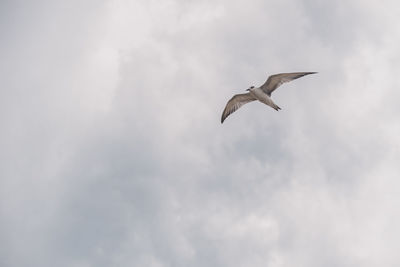 Low angle view of seagull flying against sky