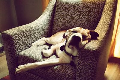 Close-up of dog relaxing at home