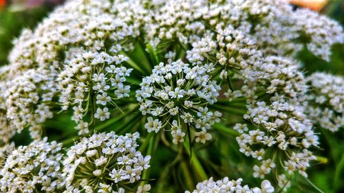 Close-up of white flowers blooming in park