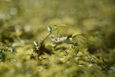 Close-up of insect on plant