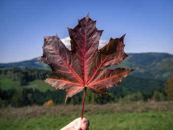 Close-up of maple leaf against clear sky