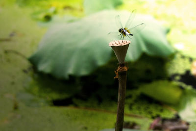 Close-up of insect perching on plant
