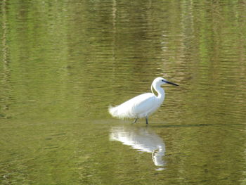 View of a duck in a lake