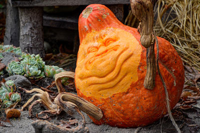 Close-up of pumpkin on plant during autumn