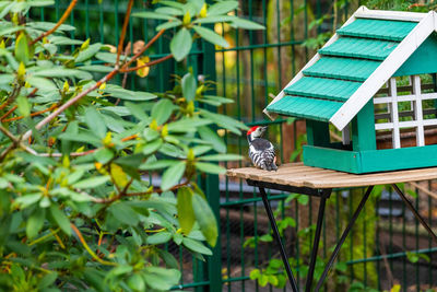 Bird perching on a wooden post