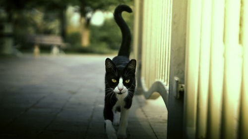 Portrait of cat sitting outdoors
