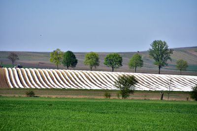 Scenic view of field against clear sky