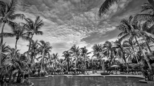 Palm trees by swimming pool against sky