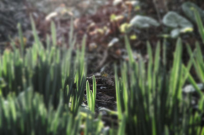 Plant growing on grassy field