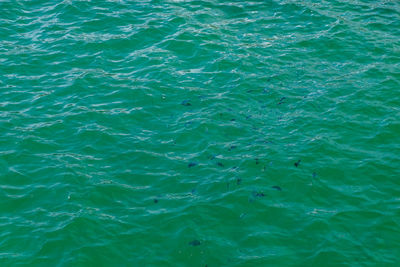 High angle view of swimming pool