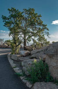 Tree by rocks against sky