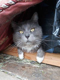 Close-up portrait of cat on floor