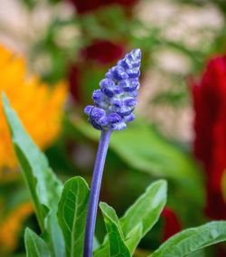 Close-up of purple flower blooming outdoors