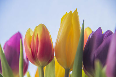 Close-up of yellow tulips against sky