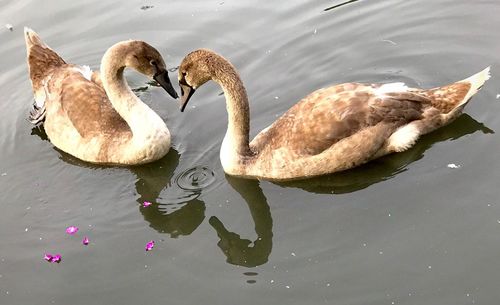 High angle view of swan swimming in lake