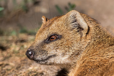 Close-up of an animal