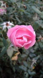 Close-up of pink rose blooming outdoors