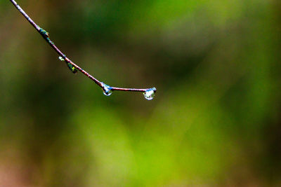 Close-up of water drops on twig