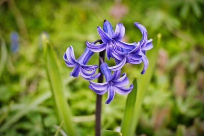 Close-up of purple flowering plant on field