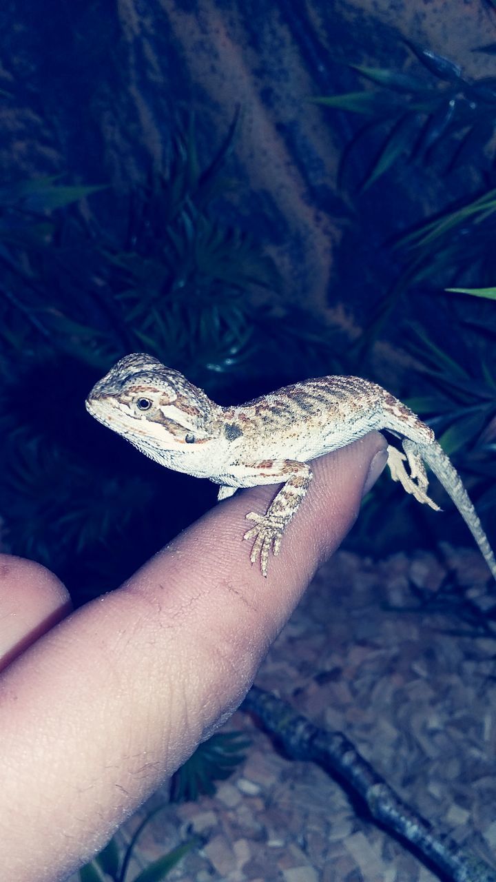 one animal, wildlife, animals in the wild, person, animal themes, reptile, lizard, part of, personal perspective, cropped, lifestyles, unrecognizable person, close-up, leisure activity, underwater, nature, human finger