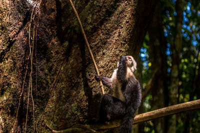 Close-up of monkey sitting on tree trunk in forest