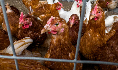 Several breed chickens in the open-air enclosure.