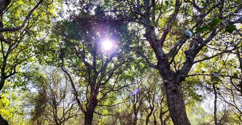Low angle view of sunlight streaming through trees