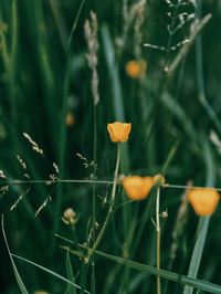 Close-up of orange flowering plants