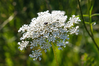 Close-up of white flowering plant