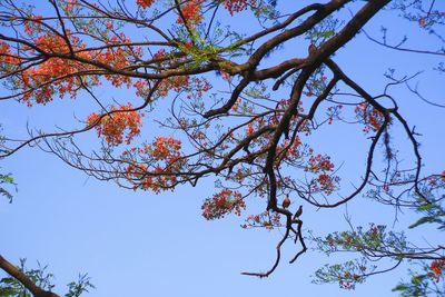 Low angle view of flowering tree against blue sky