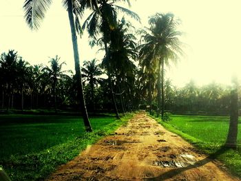 View of trees on grassy field