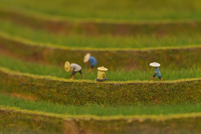 View of birds on field