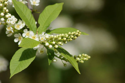 Close-up of white flowering plant