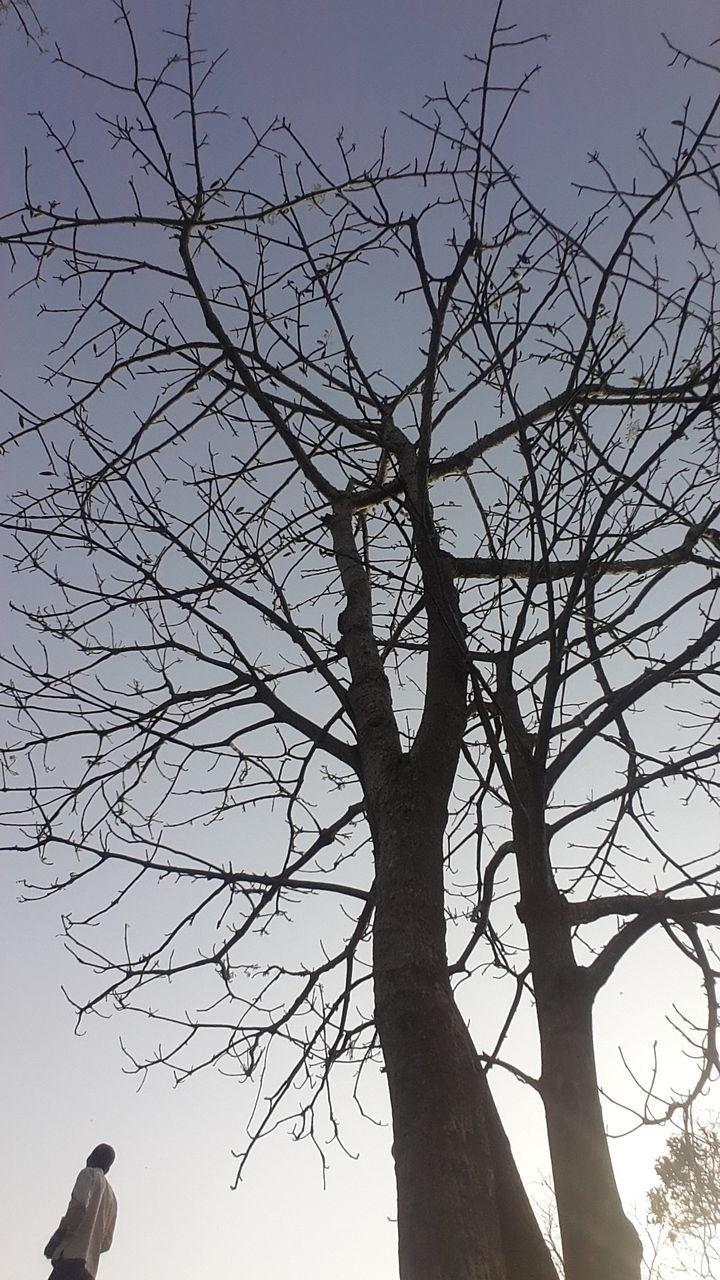 Low angle view of bare trees against clear sky