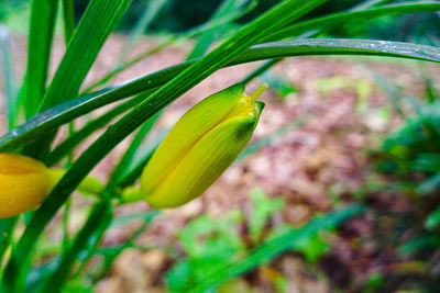 Close-up of green leaf