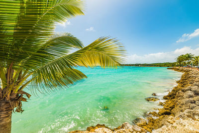 Palm trees by sea against sky