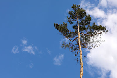 Low angle view of tree against blue sky