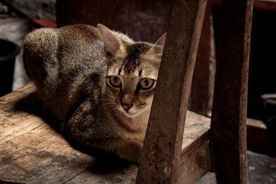 Portrait of cat sitting on floor