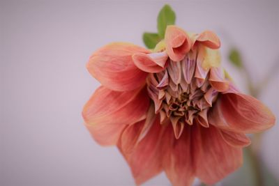 Close-up of dahlia against white background