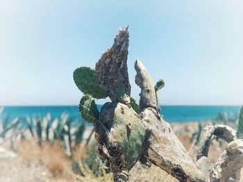 Plant growing on land against clear sky