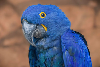 Close-up of a macaw 